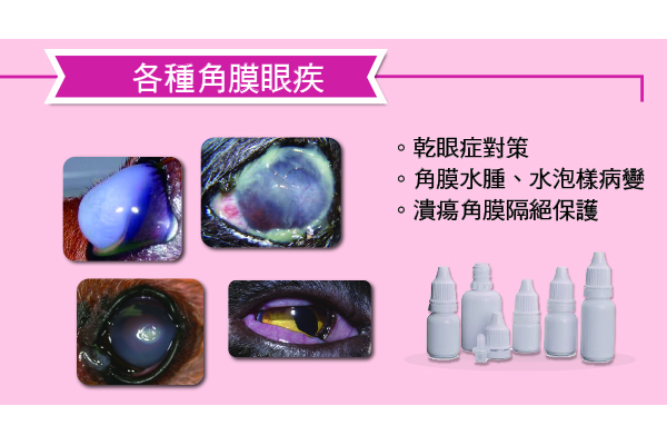 圖一 各種角膜眼疾